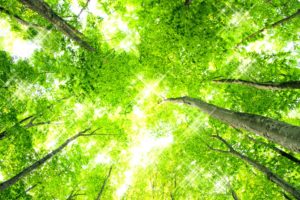 Trees