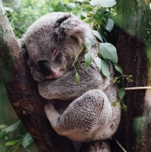 Koala